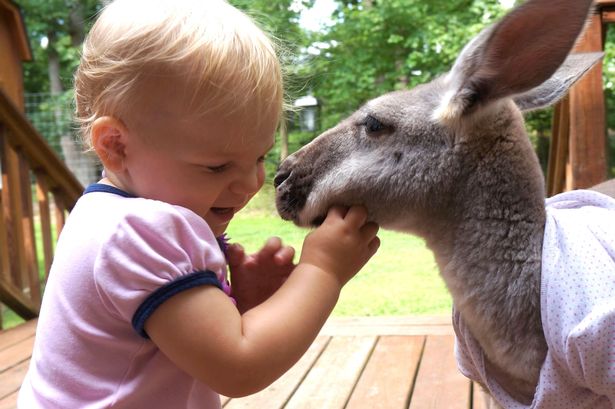 Kết quả hình ảnh cho kangaroo và con người"